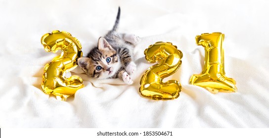 แมวคริสต์มาส 2021 ลูกแมวกับลูกโป่งฟอยล์สีทอง ตัวเลขปีใหม่ 2021 ลูกแมวลายทางบนพื้นหลังสีขาวเทศกาลคริสต์มาส