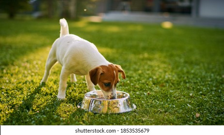 超かわいい血統の滑らかなフォックス テリア犬は、屋外のボウルから水を飲みます。裏庭で楽しんで幸せな小さな犬。晴れた日の屋外