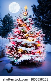 Pohon Natal yang Tertutup Salju ini menonjol dengan terang di atas nada biru tua dari pemandangan yang tertutup salju ini.