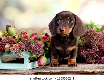 perro dachshund brovn y color bronceado retrato sentado fondo retro