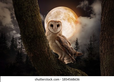 Uil op boom in mistig bos onder volle maan 's nachts