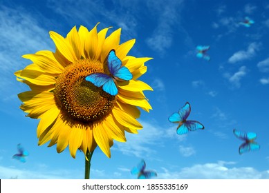 girasoles florecientes sobre un fondo de cielo azul. hermosas mariposas azules volando entre las flores. Mariposas morfo en flores.