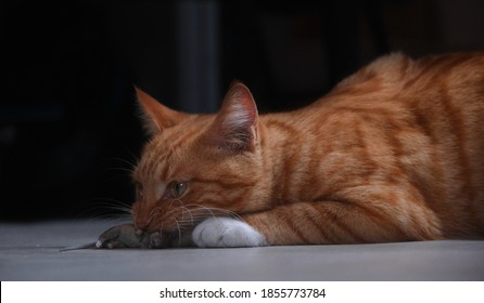 死んだネズミと地面で遊ぶ美しい赤い猫