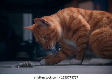 死んだネズミと遊ぶ美しい赤い猫