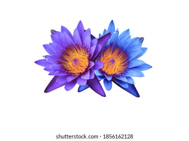 Nymphaea, Seerose, Lotus, Nahaufnahme blau-lila Lotusblüte isoliert auf weißem Hintergrund. Einzelne schöne Seerosenblume.