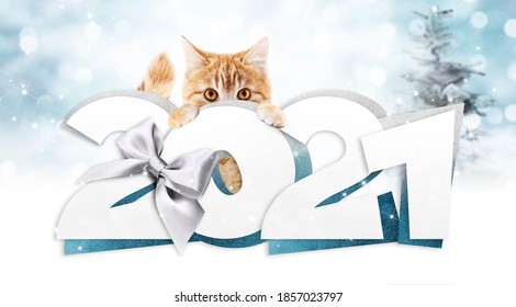 2021 frohes neues Jahr Nummerntext mit lustiger roter Katze isoliert auf verschwommenem Lichthintergrund für frohes neues Jahr Grußkarte