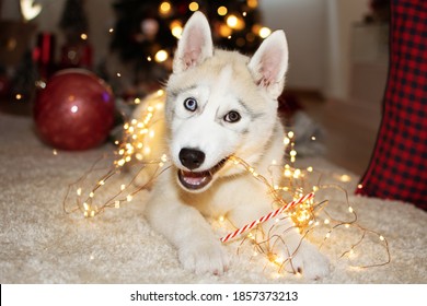 Gos husky jugant amb les llums de l'arbre de Nadal