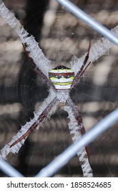 Pauk, paučina, raznobojni pauk argiope) Naučni naziv Agiope versicolor, sivoprugasta glava i grudi. Trbuh ima naizmjenično bijele, žute i tamnosmeđe pruge, tamnosmeđe noge.