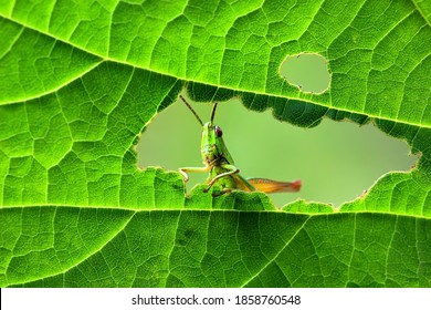 Een groene sprinkhaan zit op een groen blad. Sprinkhaan in de natuur.
