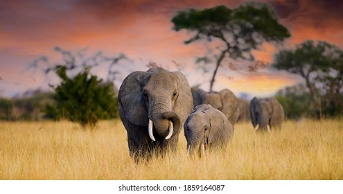 東アフリカ、タンザニアのタランギレ国立公園のサバンナを歩く野生のゾウの群れ