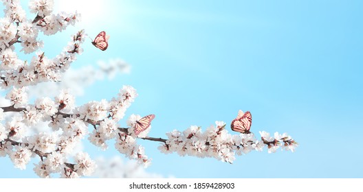 Bunga sakura dan tiga kupu-kupu raja dengan latar langit yang cerah. Spanduk horisontal musim semi alam yang indah. Salin ruang untuk teks