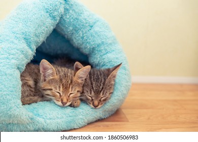 Twee kortharige tabby kittens slapen in een blauw zacht huis.