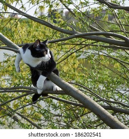 Pequeño gatito adorable en el árbol
