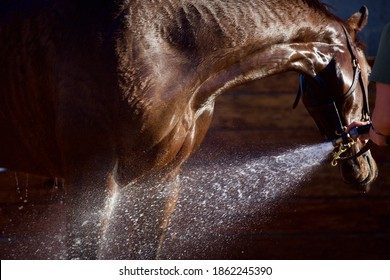 Ngựa đua thuần chủng Kentucky đứng để được rửa sạch khi nước phun ra từ vòi.
