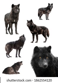 collage de invierno de lobos aislado en un fondo blanco.