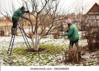 ガーデニング チーム、リンゴの木の枝を生け垣トリマーと剪定ばさみで剪定するかわいい白人女性庭師、コンセプト冬春の木の剪定と冬の庭の手入れ
