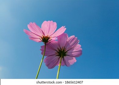 Bunga kosmos merah muda mekar bidang bunga kosmos dengan langit biru, gambar taman luar taman musim panas alami yang indah.