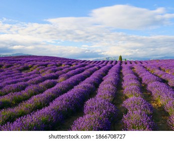 Ein Lavendelfeld mit lila Lavendelblüten, die im Sommer blühen, und die Kammblumen bilden einen Rundbogen