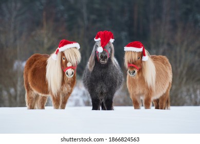 Drie grappige miniatuur Shetland-raspony's gekleed in kerstmutsen die in de winter op een rij op het besneeuwde veld staan Huisdier met Kerstmis.