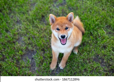 夏に緑の草の中に座っている美しく幸せな赤い柴犬の子犬の接写。日没でポーズをとるキュートでクレイジーな日本の赤犬。晴れた日