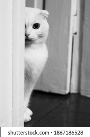 スコットランドの白い折り猫が戸口に座っています。突き刺すような深い視線を持つ白猫の白黒写真