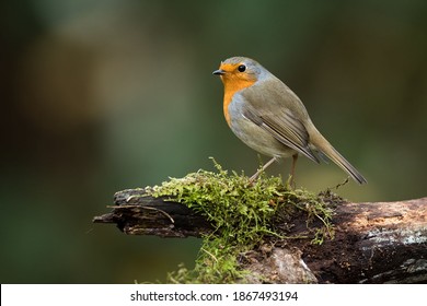 The European Robin (Erithacus rubecula), most commonly known in Anglophone Europe simply as the Robin, is a small insectivorous passerine bird that was formerly classed as a member of the thrush famil