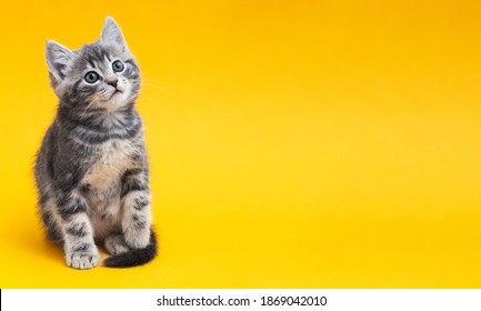 Kleine tabby kitten op gele achtergrond met kopie ruimte. Grijze kat geïsoleerd op kleur achtergrond met kopie ruimte. Kid dier met geïnteresseerde, vraag gezichtsuitdrukking