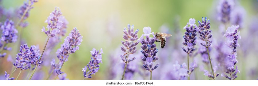 Honingbij bestuift lavendelbloemen. Plantbederf met insecten., zonnige lavendel. Lavendel bloemen in veld. Zachte focus, close-up macro afbeelding wit wazig achtergrond.