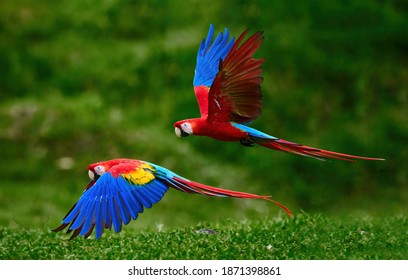 地面のすぐ上を飛んでいる 2 羽のコンゴウインコ。コスタリカの熱帯雨林で青い翼を広げて飛ぶ明るい赤と青の南アメリカのオウム、アラ・マカオ。