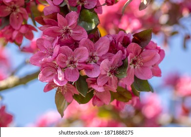 春に開花する観賞用マルスリンゴの木の植物、トリンゴ緋色の明るい紫色のピンクの花が咲き、枝に房と葉のグループ