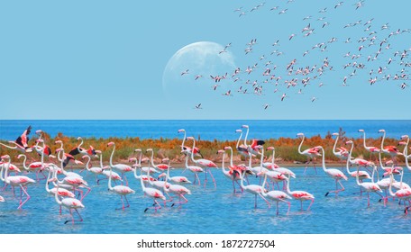 Flock of birds pink flamingo runing on the blue salt lake of Izmir bird paradise - Izmir, Turkey - Greater Flamingos in the blue sky with full moon "Elements of this image furnished by NASA"