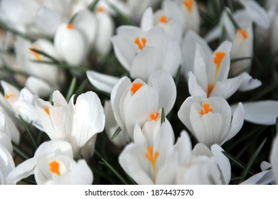 A Crocus Jeanne d'Arc virágzik egy kertben áprilisban
