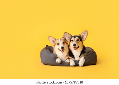 Lindos perros corgi con cama para mascotas sobre fondo de color