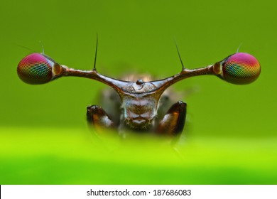 vooraanzicht extreem uitvergrote details van stengeloogvlieg in de natuur groene bladachtergrond in de natuur