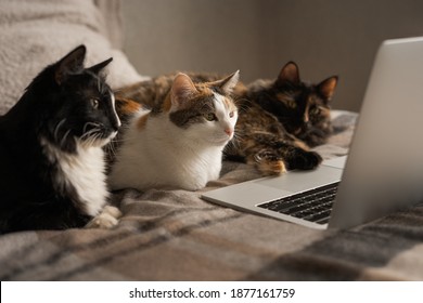 Tres gatos miran la pantalla del portátil. Tres gatos yacen frente a la computadora portátil y miran cuidadosamente la pantalla. trabajo remoto. Entrenamiento en linea.