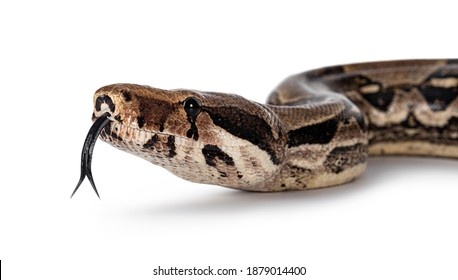 Detil bidikan kepala Boa Constrictor alias ular Boa Constrictor Imperator. Terisolasi pada latar belakang putih. Lidah keluar.