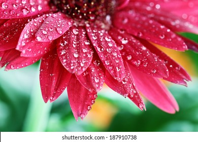 Auszug aus einem roten Gerbera-Gänseblümchen-Makro mit Wassertröpfchen auf den Blütenblättern... Extreme geringe Schärfentiefe.