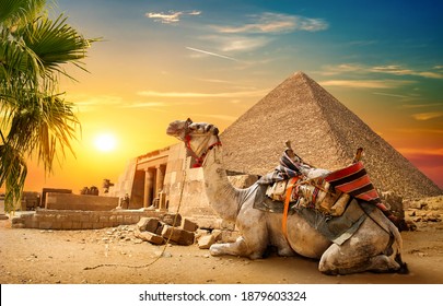 Camel rests near ruins pyramid of Egypt