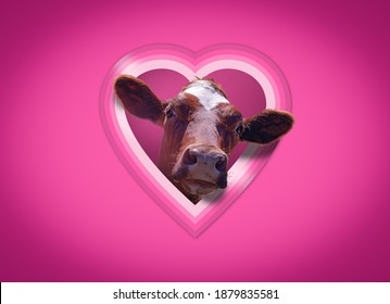 Eine lustige Valentinstagskarte mit einer süßen Kuh, die durch ein herzförmiges Fenster in einer rosa Wand lugt