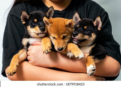 Una niña abrazando a un perro Shiba Inu. Una niña con tres cachorros Shiba Inu.