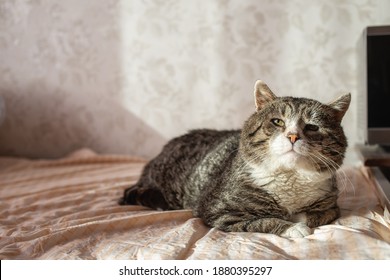 Zijaanzicht van luie en oude Cyperse kat blijft thuis op een bed