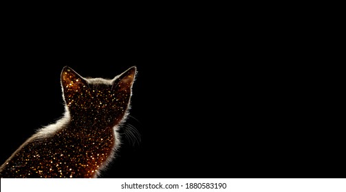 Silhouette d'un chat dans l'obscurité. Animaux, mammifères, concept de la journée des animaux.
