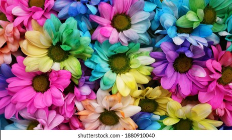 Margaritas arcoiris. Flor arcoiris. Ramos de flores de arco iris en flor, enfoque selectivo. Fondo multicolor de flores de margarita