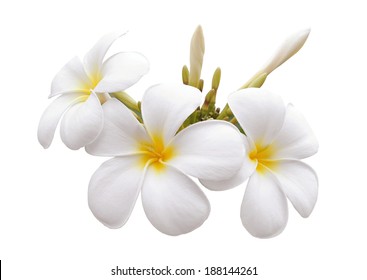 Frangipani-Blume isoliert weißer Hintergrund