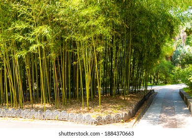 Panorama bamboebos of bamboebos met struiken