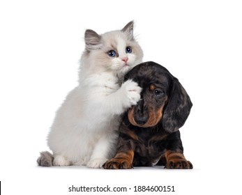 Schattig Ragdoll-katje en teckel, ook bekend als teckel-hondenpup, spelen samen naar voren gericht. Op zoek naar camera. Geïsoleerd op een witte achtergrond.