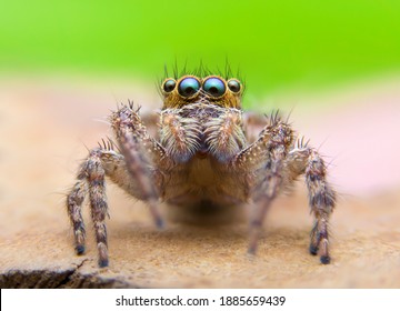Super macro foto van Jumping spider (Salticidae) bij hoge vergroting, zeer scherp en gedetailleerd, oog en gezicht zeer duidelijk. Deze wildlife spin uit Aziatisch thailand. Maak een foto met macro-apparatuur.