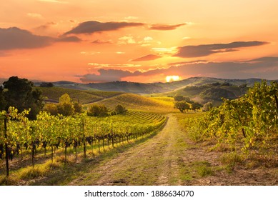 Weinberge und Weingut bei Sonnenuntergang