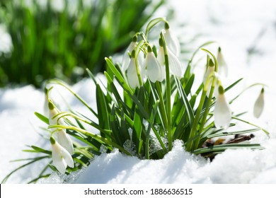 Nahaufnahme von Schneeglöckchen, die in der Schneedecke blühen. Erste Frühlingsblumen