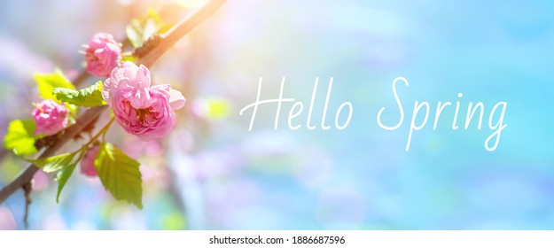 Bellesa de la natura amb branca d’ametllers en flor i cel blau a principis de primavera. Delicat cap de flor rosa a la llum del sol, primer pla. Bandera de flors de flors de primavera amb paraules Hola primavera.